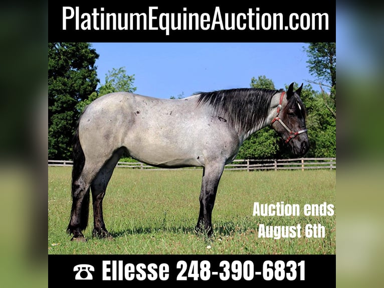 American Quarter Horse Stute 6 Jahre Roan-Blue in HIghland MI