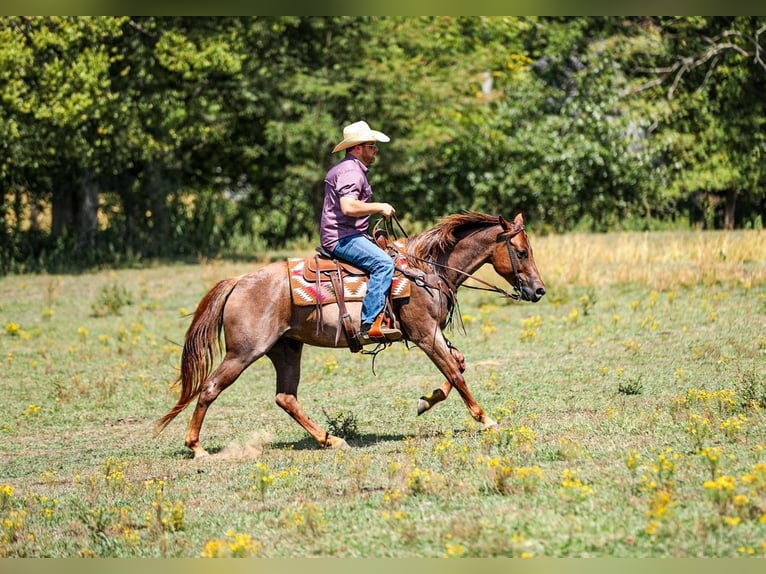American Quarter Horse Stute 6 Jahre Roan-Red in Santa Fe