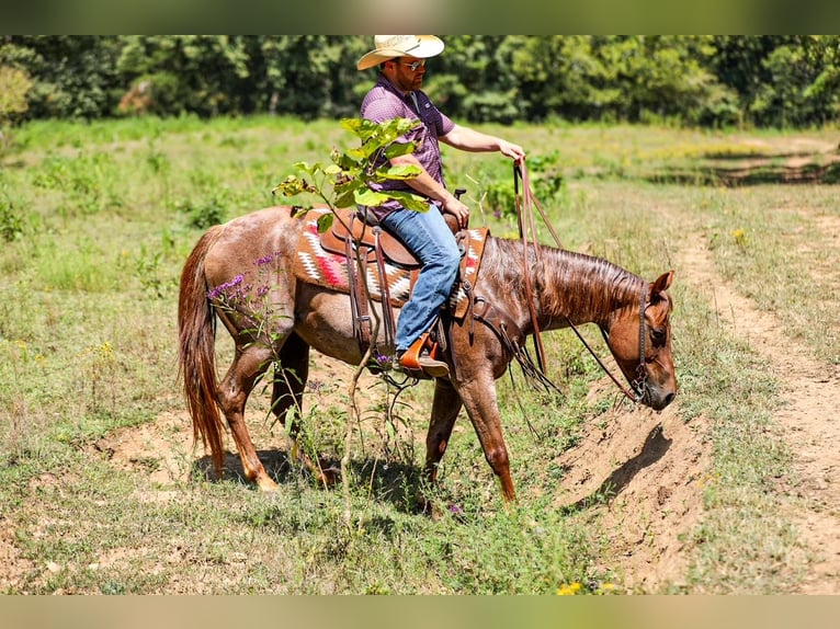American Quarter Horse Stute 6 Jahre Roan-Red in Santa Fe