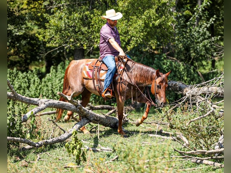 American Quarter Horse Stute 6 Jahre Roan-Red in Santa Fe