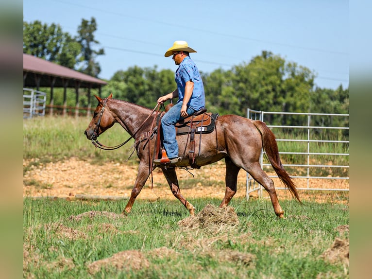 American Quarter Horse Stute 6 Jahre Roan-Red in Santa Fe