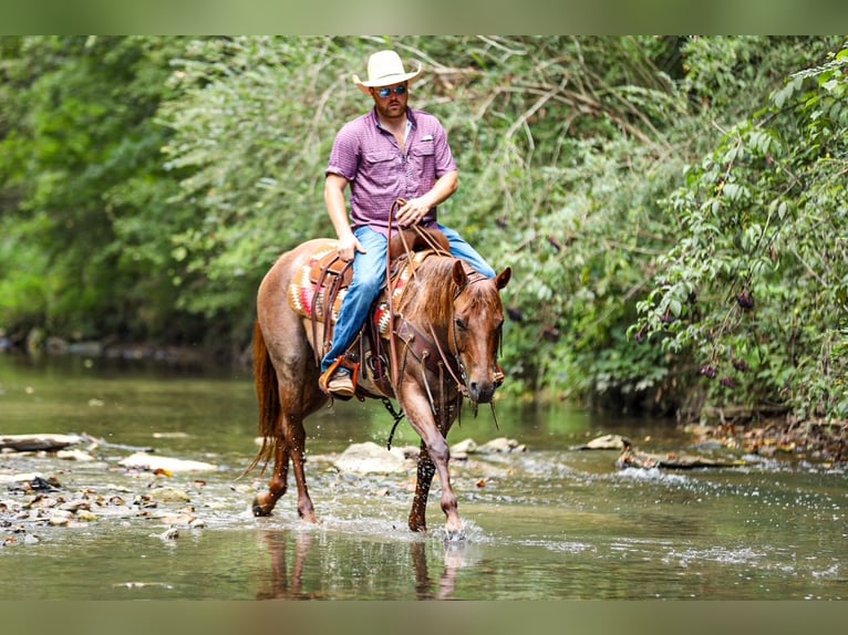 American Quarter Horse Stute 6 Jahre Roan-Red in Santa Fe