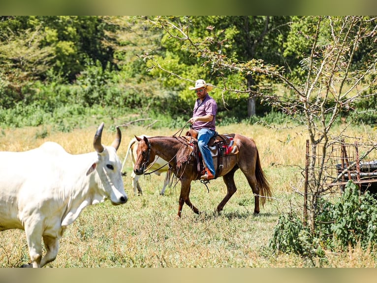 American Quarter Horse Stute 6 Jahre Roan-Red in Santa Fe