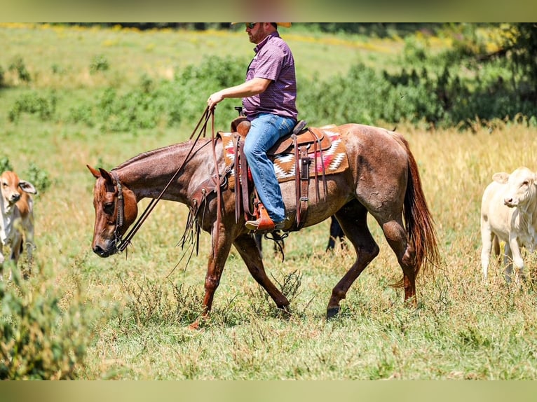 American Quarter Horse Stute 6 Jahre Roan-Red in Santa Fe