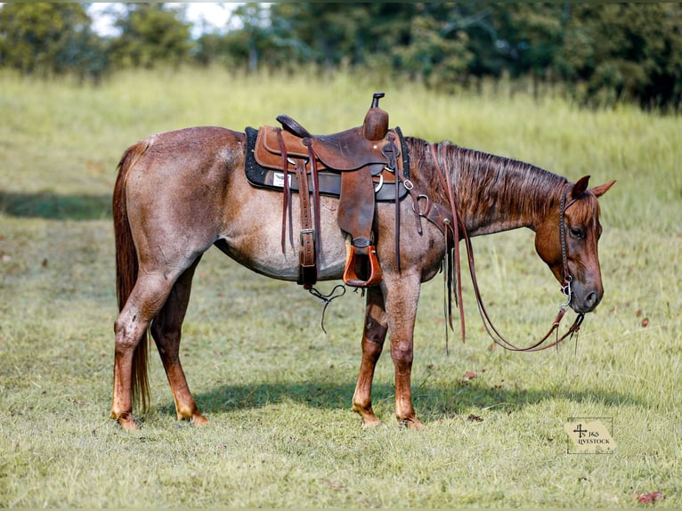 American Quarter Horse Stute 6 Jahre Roan-Red in Santa Fe