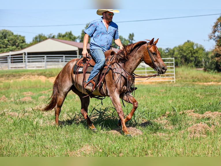 American Quarter Horse Stute 6 Jahre Roan-Red in Santa Fe
