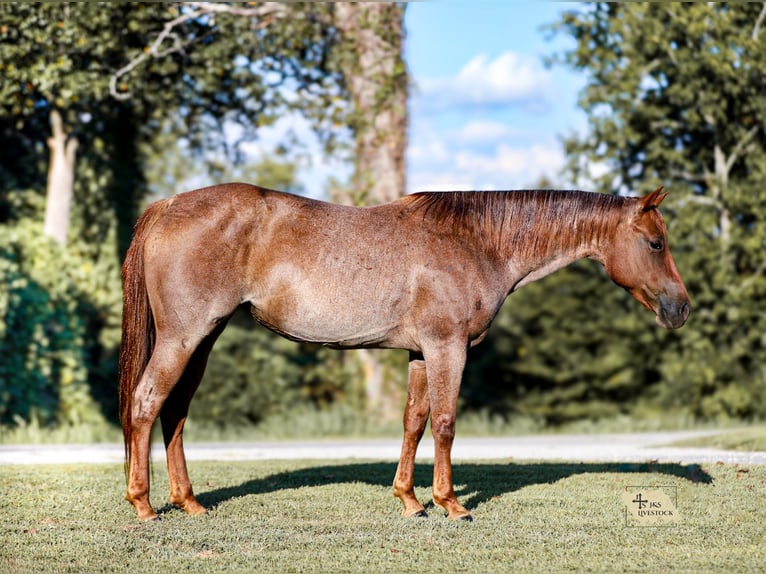 American Quarter Horse Stute 6 Jahre Roan-Red in Santa Fe
