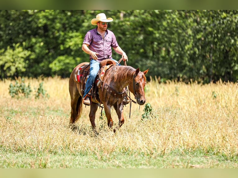 American Quarter Horse Stute 6 Jahre Roan-Red in Santa Fe