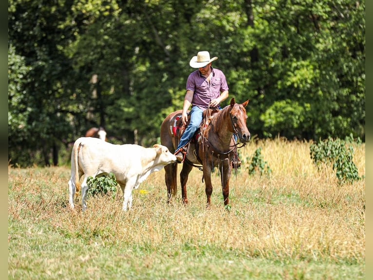 American Quarter Horse Stute 6 Jahre Roan-Red in Santa Fe