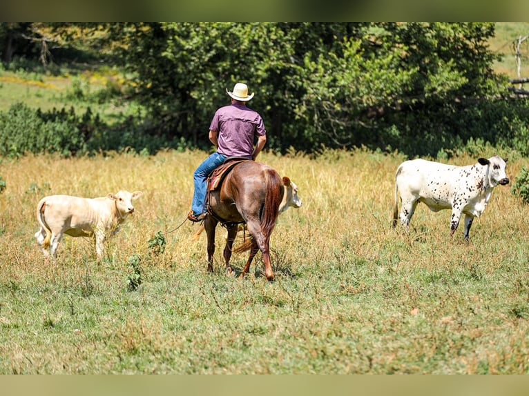 American Quarter Horse Stute 6 Jahre Roan-Red in Santa Fe