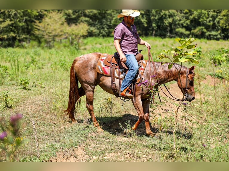American Quarter Horse Stute 6 Jahre Roan-Red in Santa Fe