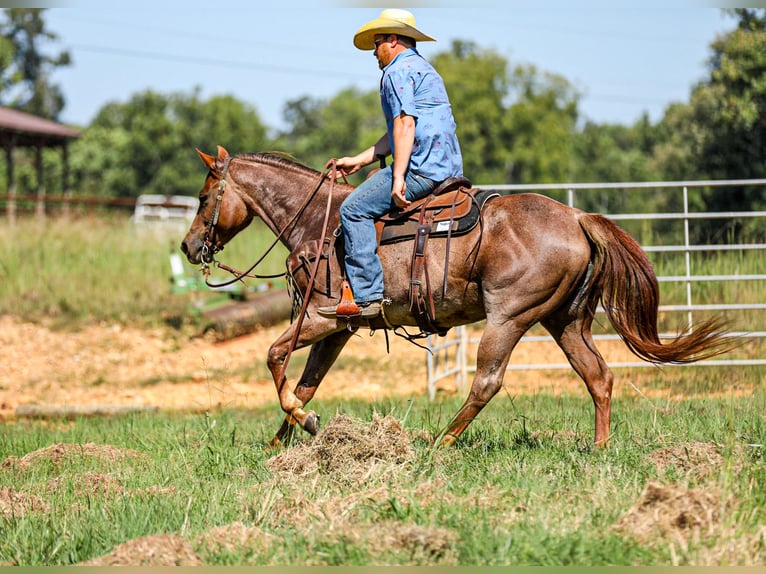 American Quarter Horse Stute 6 Jahre Roan-Red in Santa Fe