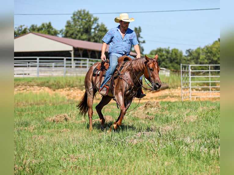 American Quarter Horse Stute 6 Jahre Roan-Red in Santa Fe
