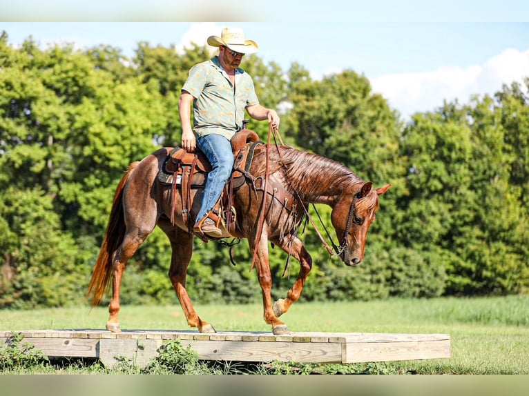 American Quarter Horse Stute 6 Jahre Roan-Red in Santa Fe