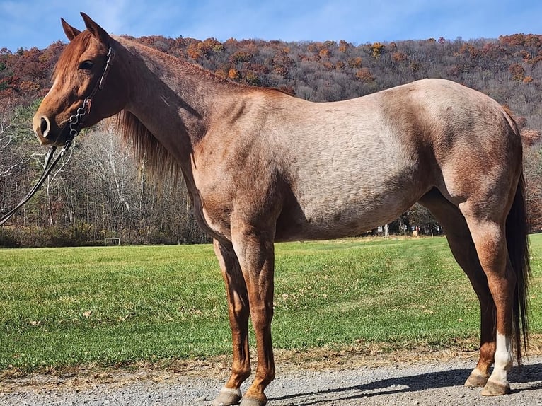 American Quarter Horse Stute 6 Jahre Roan-Red in Buffalo Mills, PA