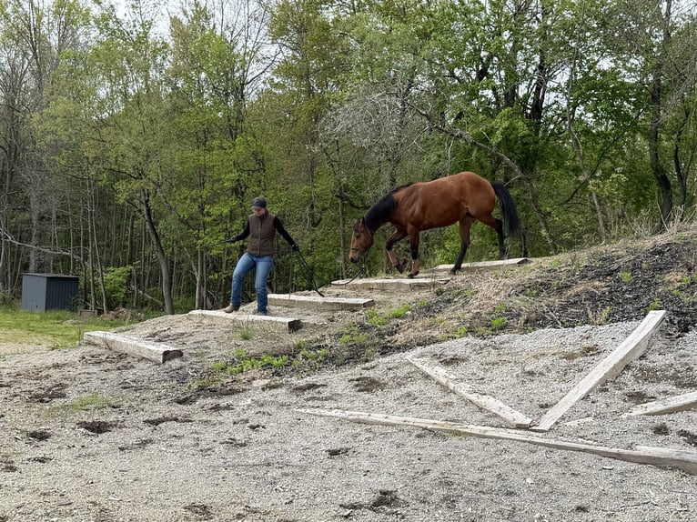 American Quarter Horse Stute 6 Jahre Rotbrauner in North Lawrence