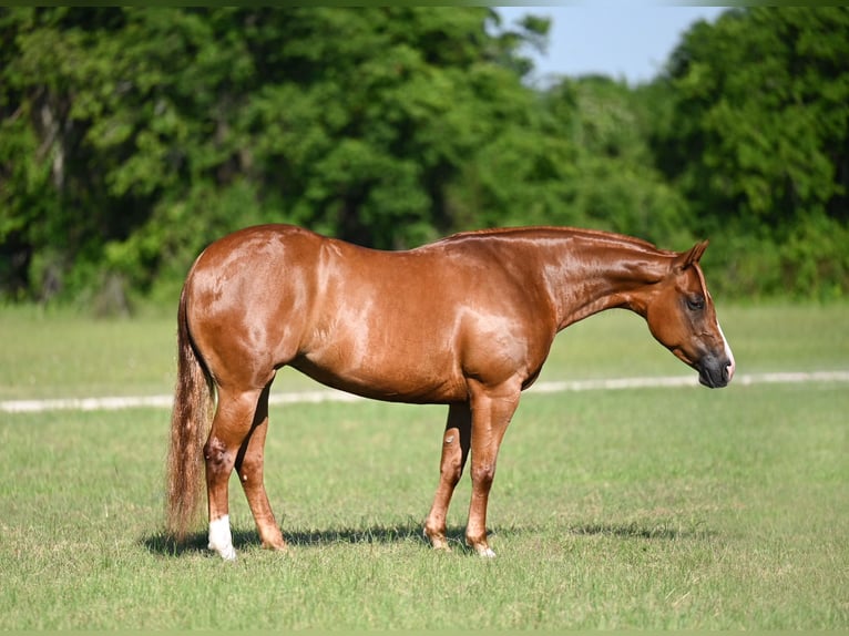 American Quarter Horse Stute 6 Jahre Rotfuchs in Waco