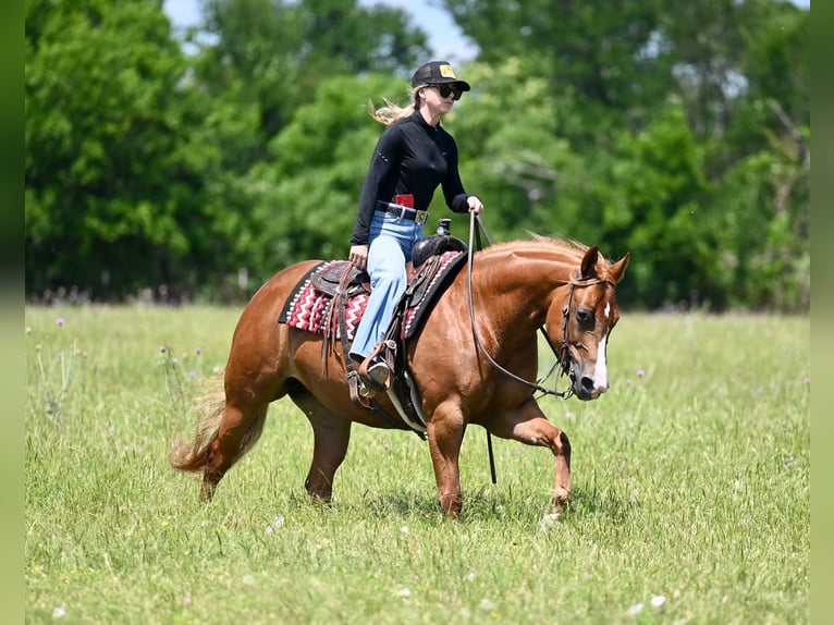 American Quarter Horse Stute 6 Jahre Rotfuchs in Waco