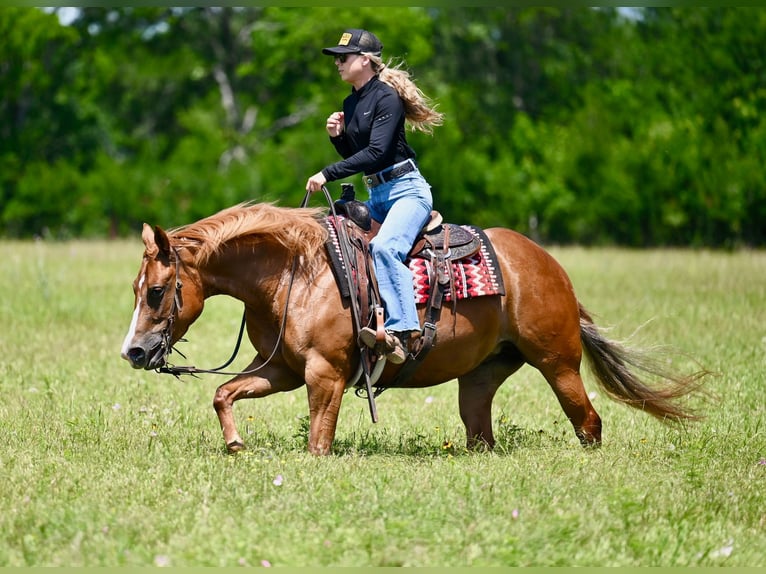 American Quarter Horse Stute 6 Jahre Rotfuchs in Waco