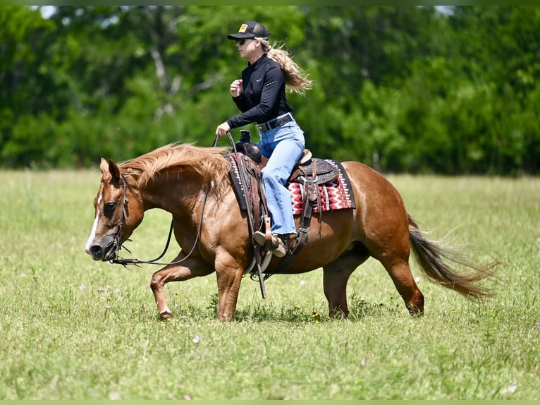 American Quarter Horse Stute 6 Jahre Rotfuchs in Waco