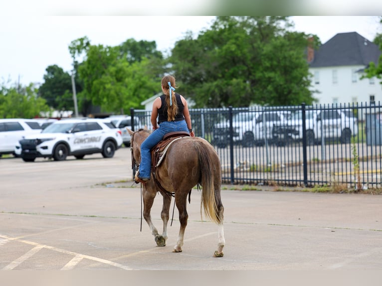 American Quarter Horse Stute 6 Jahre Rotfuchs in Forney
