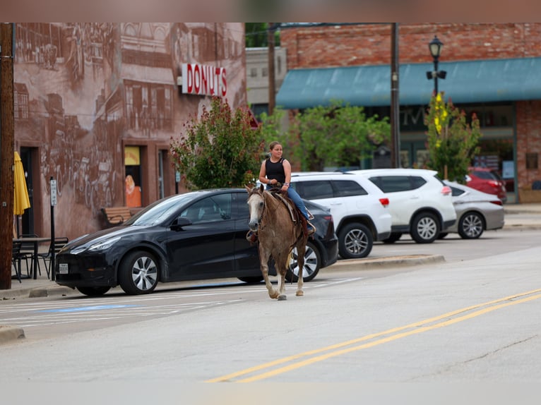 American Quarter Horse Stute 6 Jahre Rotfuchs in Forney