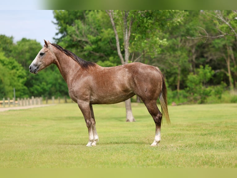 American Quarter Horse Stute 6 Jahre Rotfuchs in Forney