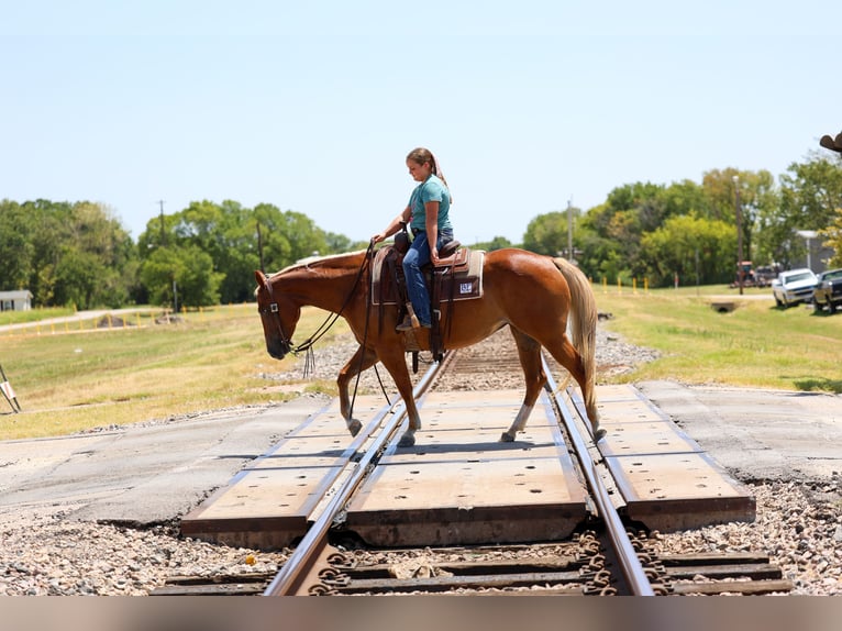 American Quarter Horse Stute 6 Jahre Rotfuchs in Terrell