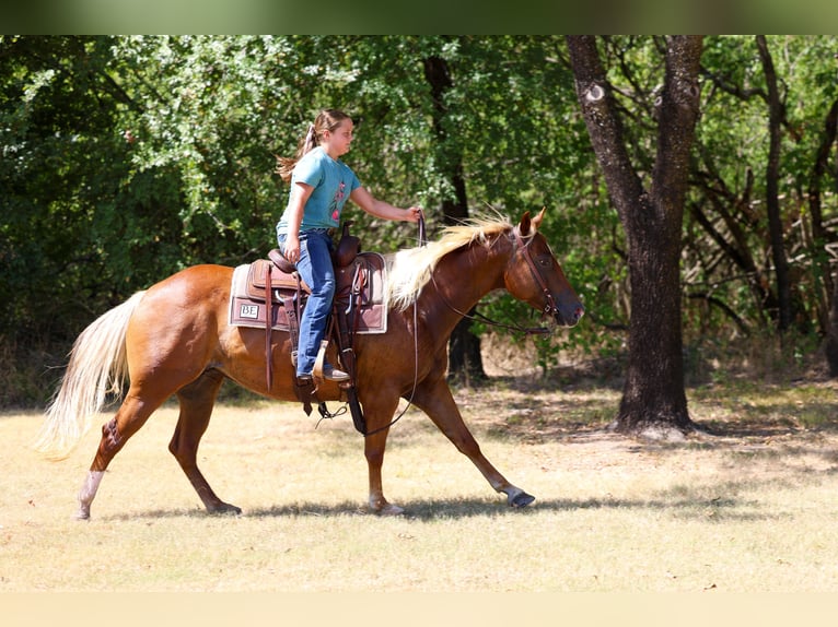 American Quarter Horse Stute 6 Jahre Rotfuchs in Terrell