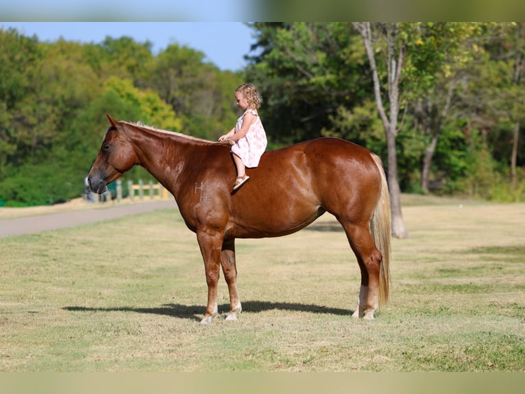 American Quarter Horse Stute 6 Jahre Rotfuchs in Terrell