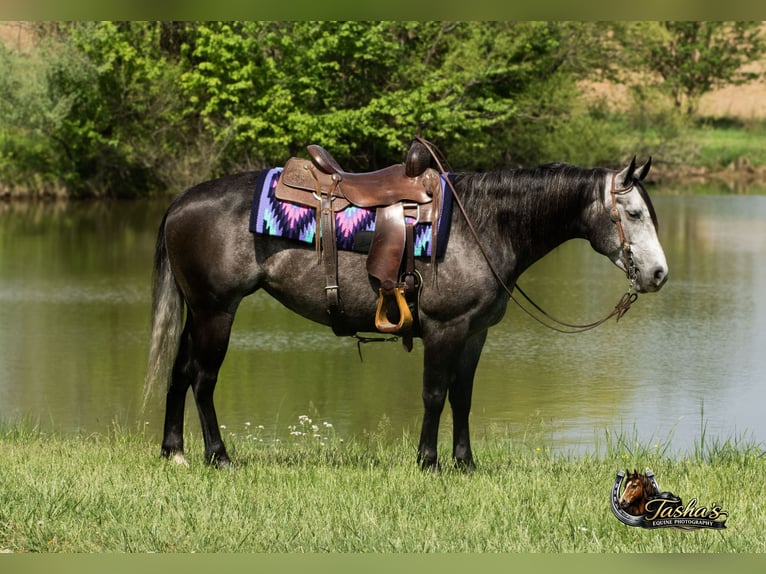 American Quarter Horse Stute 6 Jahre Schimmel in Henderson
