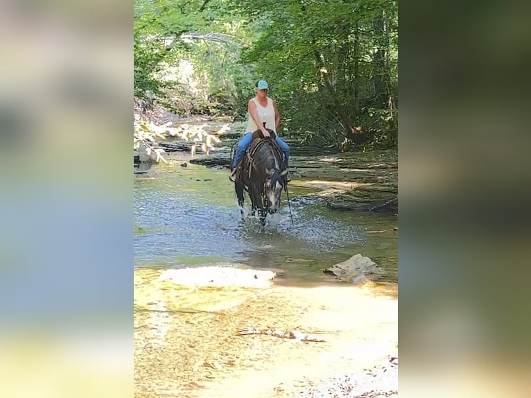 American Quarter Horse Stute 6 Jahre Schimmel in Henderson