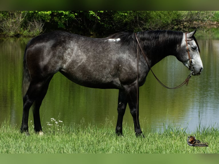 American Quarter Horse Stute 6 Jahre Schimmel in Henderson