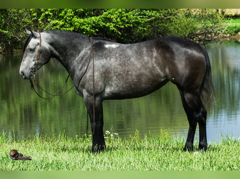 American Quarter Horse Stute 6 Jahre Schimmel in Henderson