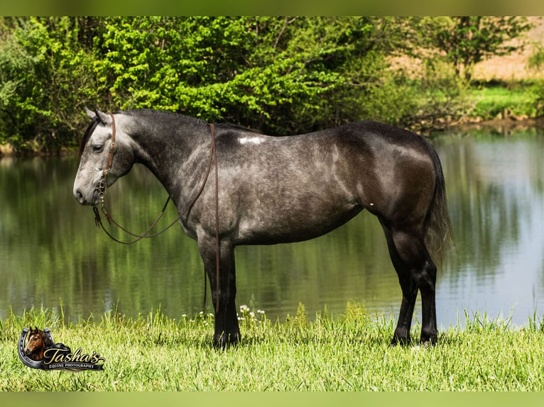 American Quarter Horse Stute 6 Jahre Schimmel in Henderson