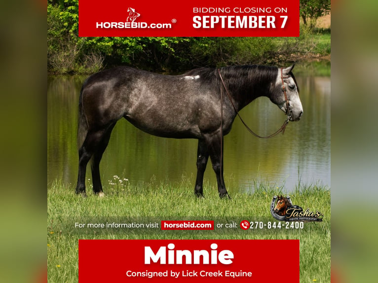 American Quarter Horse Stute 6 Jahre Schimmel in Henderson
