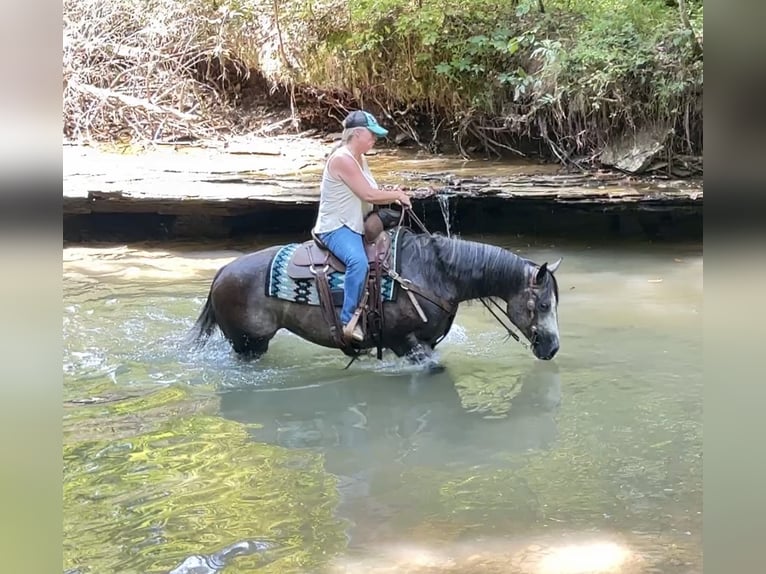 American Quarter Horse Stute 6 Jahre Schimmel in Henderson