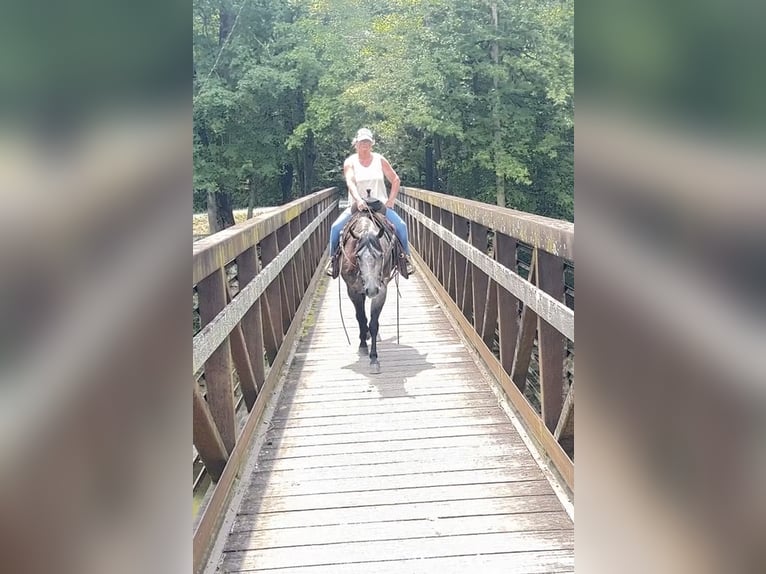 American Quarter Horse Stute 6 Jahre Schimmel in Henderson