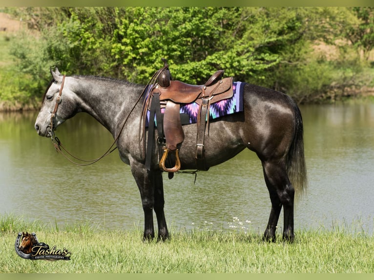 American Quarter Horse Stute 6 Jahre Schimmel in Henderson