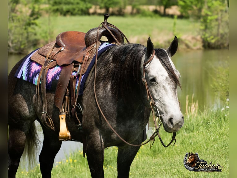 American Quarter Horse Stute 6 Jahre Schimmel in Henderson