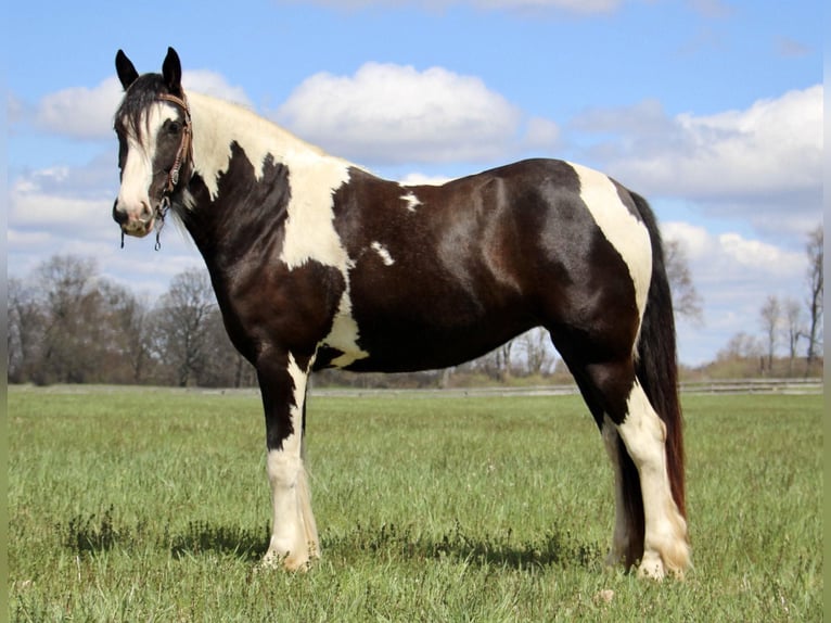 American Quarter Horse Stute 6 Jahre Tobiano-alle-Farben in Howell MI