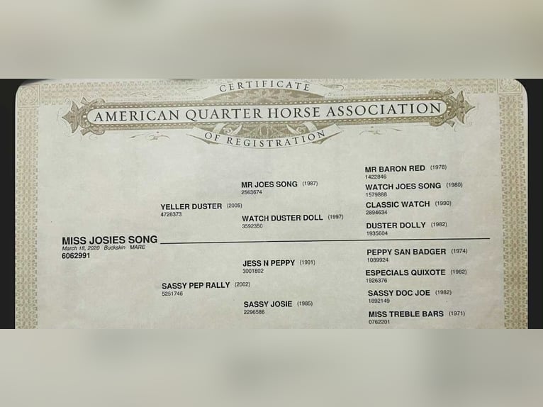 American Quarter Horse Stute 6 Jahre in Marana AZ