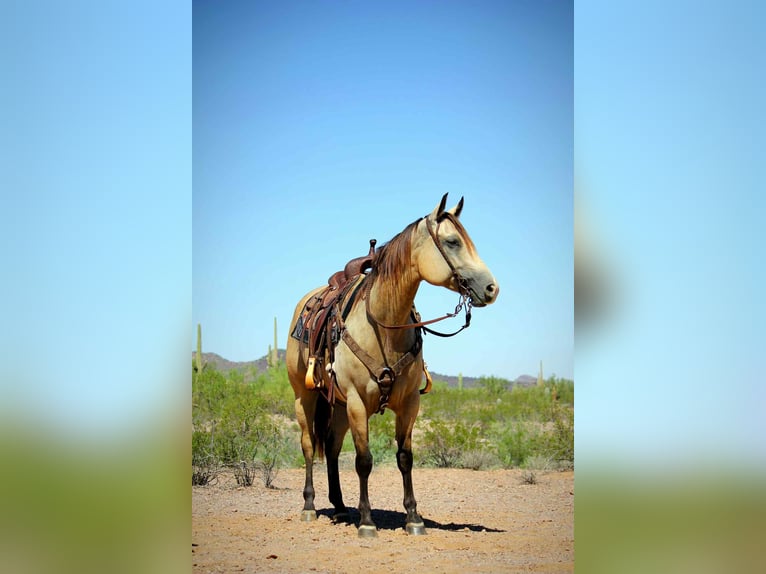 American Quarter Horse Stute 6 Jahre in Marana AZ