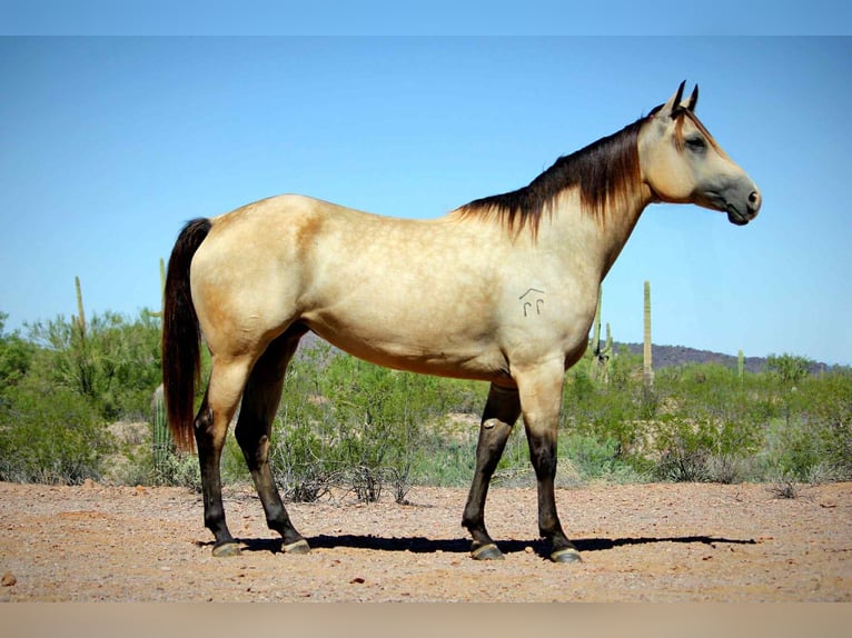 American Quarter Horse Stute 6 Jahre in Marana AZ