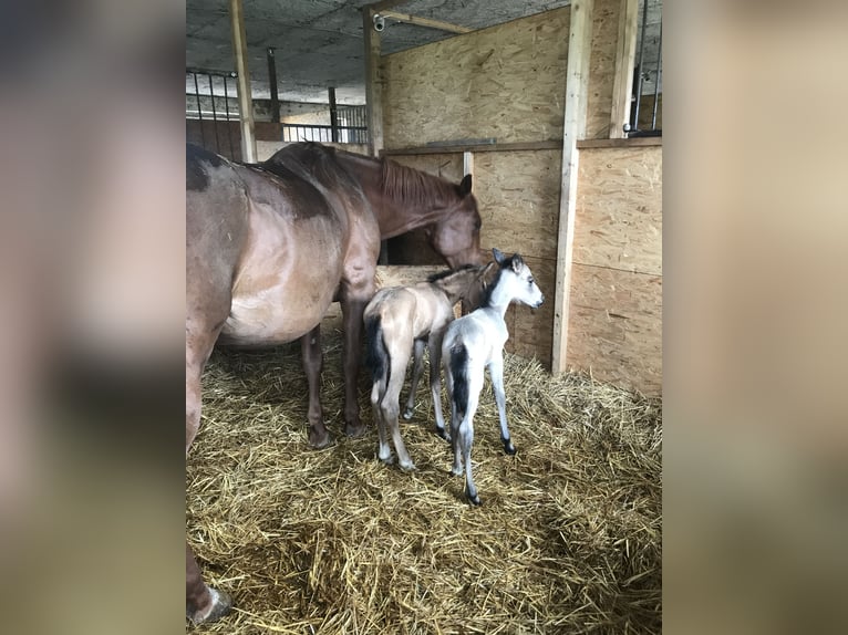 American Quarter Horse Stute 7 Jahre 130 cm Buckskin in Möllenhagen