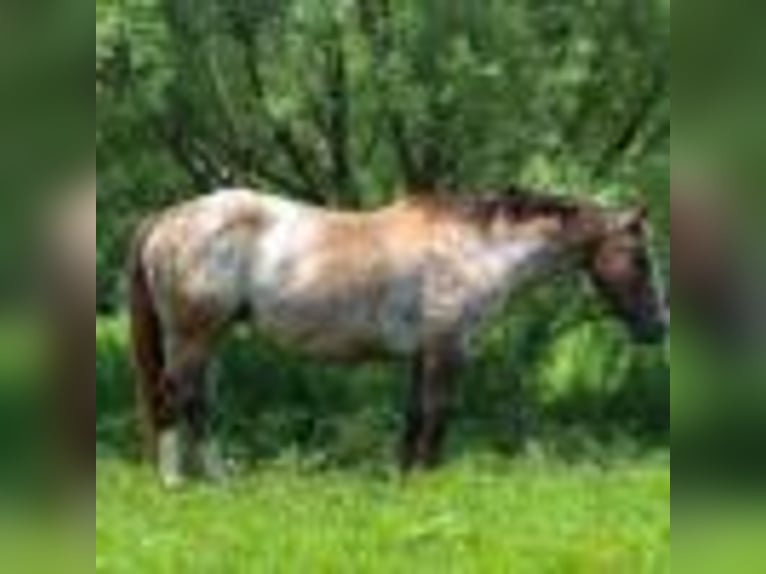 American Quarter Horse Stute 7 Jahre 137 cm Rotbrauner in Stephenville TX