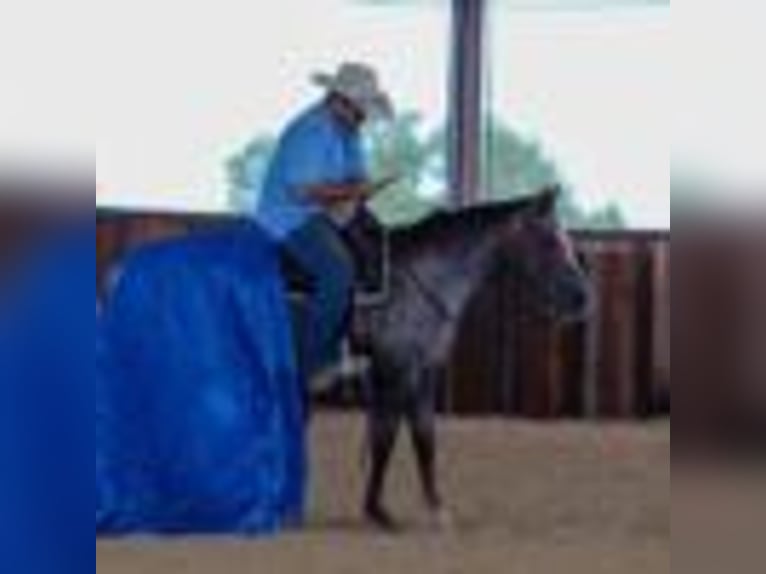 American Quarter Horse Stute 7 Jahre 137 cm Rotbrauner in Stephenville TX