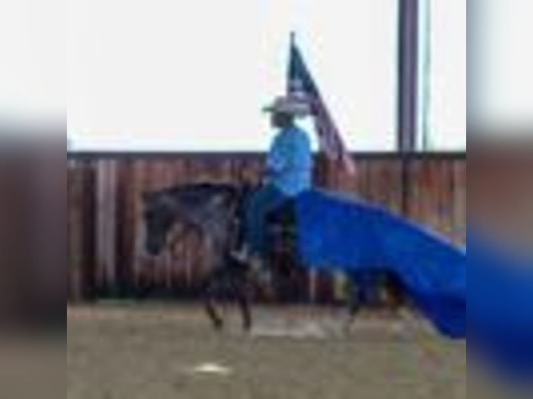 American Quarter Horse Stute 7 Jahre 137 cm Rotbrauner in Stephenville TX