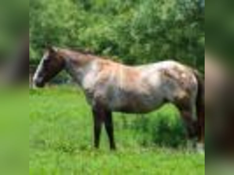 American Quarter Horse Stute 7 Jahre 137 cm Rotbrauner in Stephenville TX