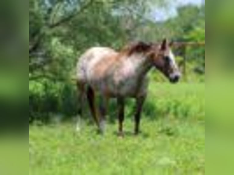 American Quarter Horse Stute 7 Jahre 137 cm Rotbrauner in Stephenville TX
